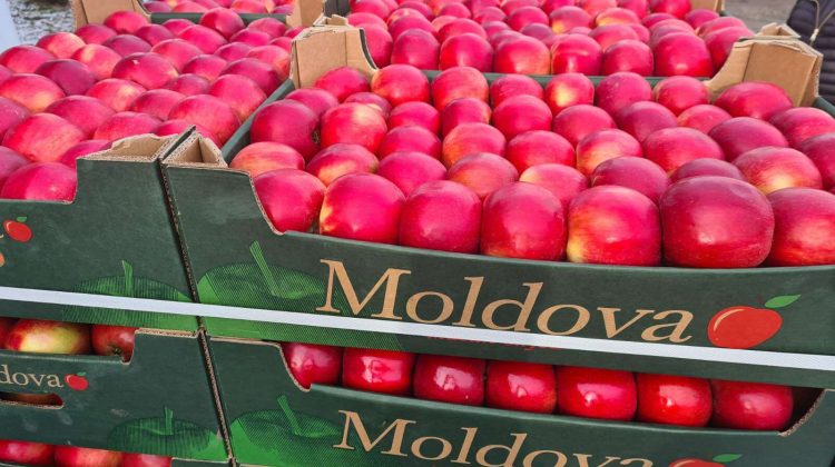 Producția globală de mere în Moldova, în acest an, este cu 40% mai mică decât anul precedent