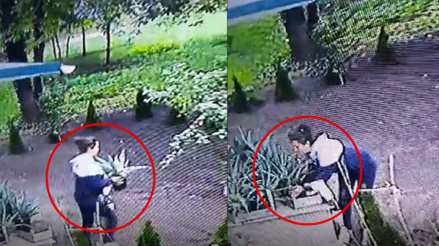VIDEO Fără pic de ruşine! O femeie a fost surprinsă cum fură ghiveciuri cu flori ziua în amiaza mare