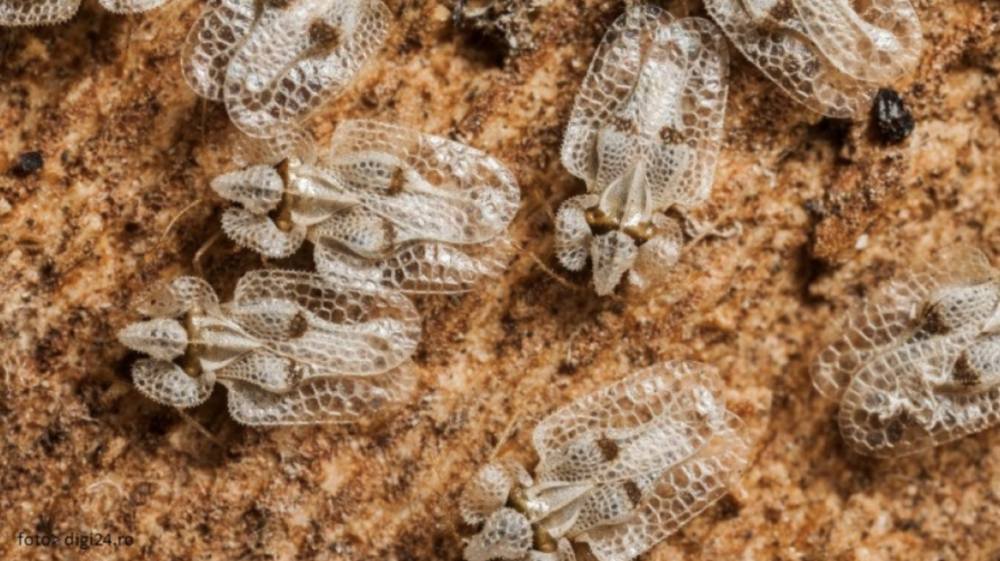 Insecte de dimensiuni mici provoacă incomodități moldovenilor! Autoritățile încearcă să determine specia
