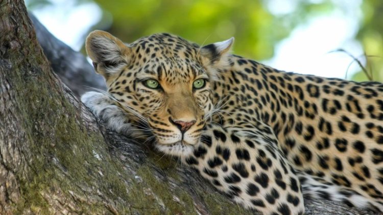 FOTO Un leopard a declanșat un adevărat scandal politic în India! Autoritățile caută animalul cu drone și elefanți