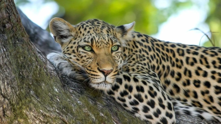 FOTO Un leopard a declanșat un adevărat scandal politic în India! Autoritățile caută animalul cu drone și elefanți