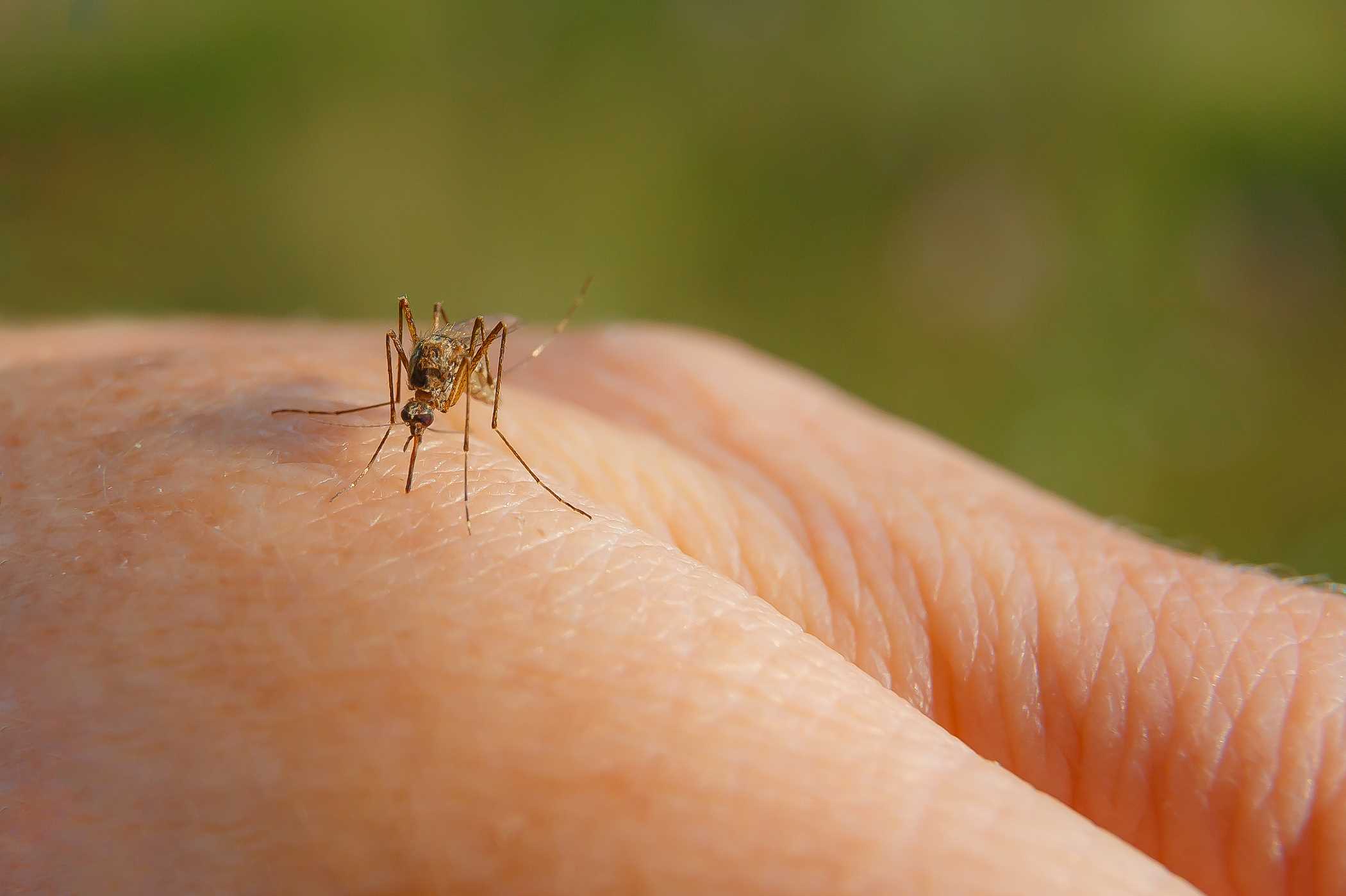 Malaria, risc pentru călători. Recomandările ANSP pentru prevenirea infecției