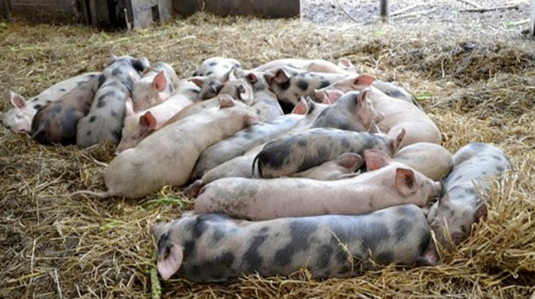 Pesta porcină africană se extinde alarmant în Europa! În România sunt aproximativ 200 de focare
