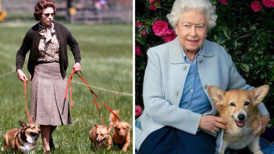 Ce se întâmplă cu câinii Reginei Elisabeta a II-a, după moartea suveranei