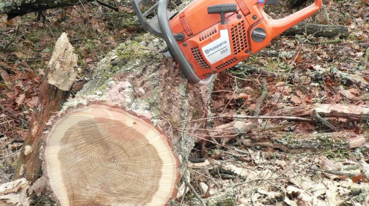 S-a jucat cu lemnele! Amenda usturătoare primită de un bărbat care a tăiat ilegal arbori dintr-un parc din Chișinău