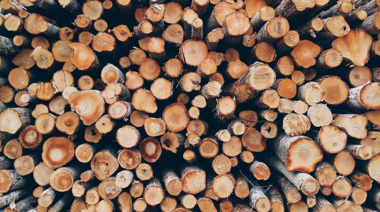 VIDEO Vor avea moldovenii lemne iarna? Moldsilva dezvăluie ce stocuri are și cum vor fi repartizate