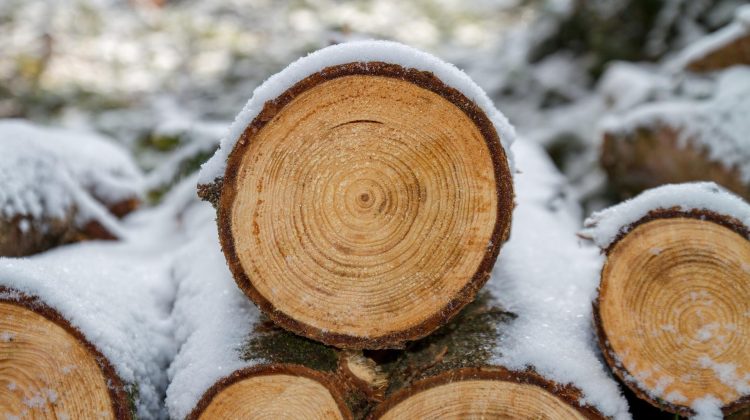 VIDEO Iarna grea, lemne scumpe sau ieftine? Prețurile Moldsilva pentru un metru ster