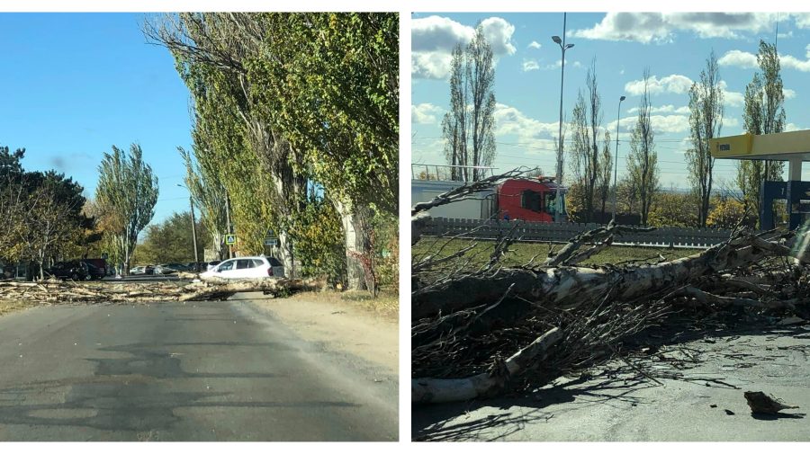 FOTO Vântul face ravagii în Capitală. Un copac din apropierea gării de sud a fost scos din rădăcini