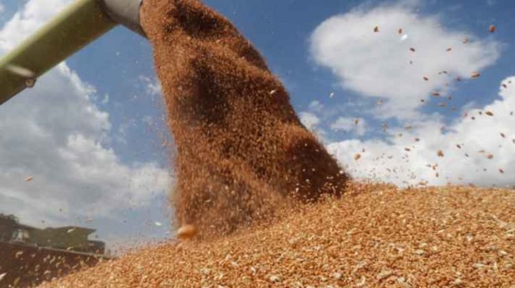BANI.MD Republica Moldova vrea să impună restricții pentru cerealele ucrainene