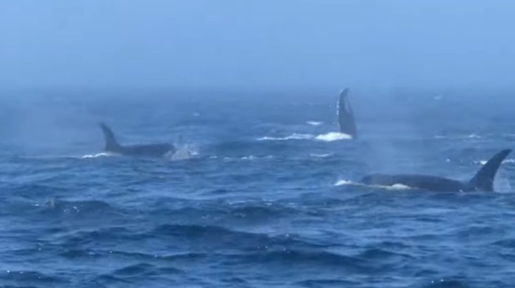 VIDEO Stop-cadru! Cercetătorii au surprins o confruntare între mai multe orci ucigașe și balene cu cocoașă