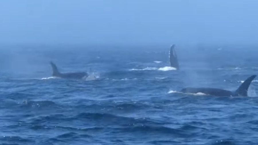 VIDEO Stop-cadru! Cercetătorii au surprins o confruntare între mai multe orci ucigașe și balene cu cocoașă