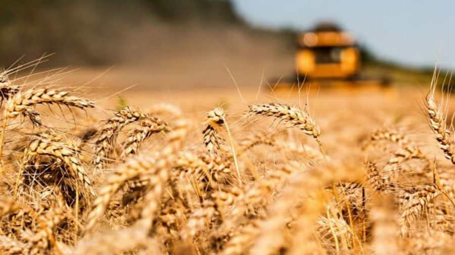 DATE STATISTICE: Exporturile de cereale moldovenești s-au majorat de 2,6 ori