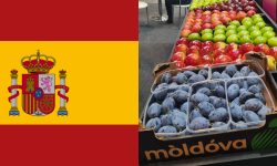 FOTO Fructele noastre ajung în Spania! Moldova Fruct participă la expoziția internațională de la Madrid
