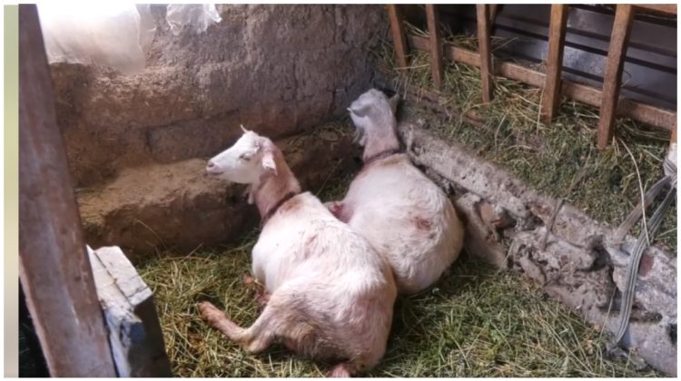 VIDEO Sfâșiate de vii. Cinci capre au fost atacate de o haită de câini la Hagimus. Trei au scăpat ca prin minune