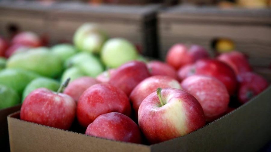 BANI.MD: Producătorii moldoveni vor să cucerească India cu mere! Au fost exportate primele cinci containere