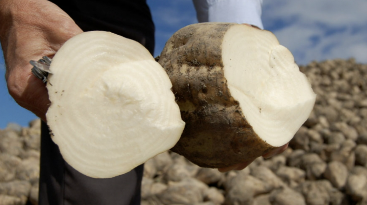 VIDEO În nordul țării a început recoltarea sfeclei de zahăr. Ce spun agricultorii