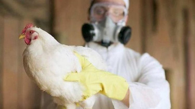 Spania: Caz rar de transmitere a gripei aviare la om