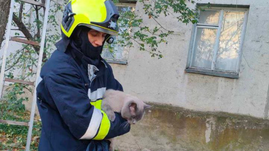 FOTO Operațiunea „Felina”: Pompierii au salvat o pisică de la înălțimea de 10 metri