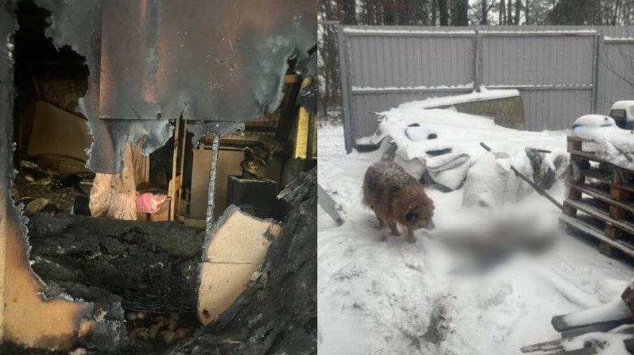 FOTO Un adăpost de animale din Rusia a fost înghițit de flăcări. Au murit 52 de pisici și 2 câini