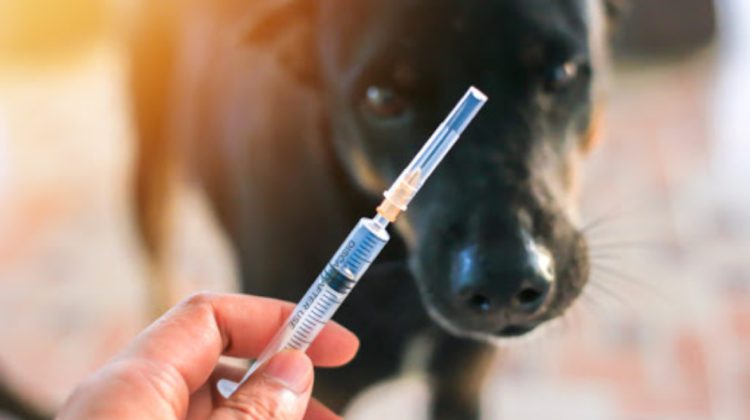 Republica Moldova a recepționat 5 000 de doze de vaccin antirabic
