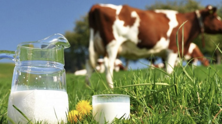 VIDEO Producerea laptelui din Moldova a scăzut dramatic. Cum se descurcă fabricile de lactate