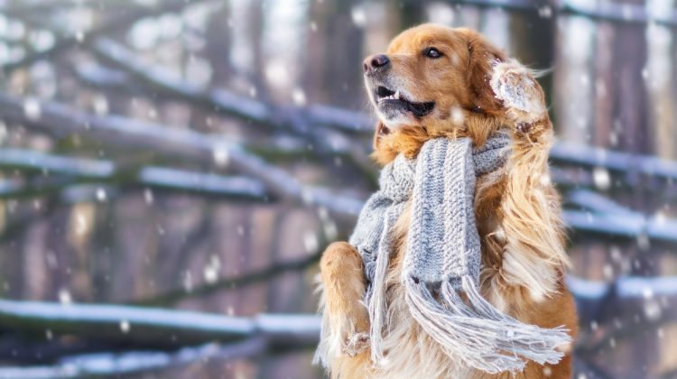 METEO: Iarnă cu temperaturi primăvăratice! Până la cât va urca azi mercurul în termometre