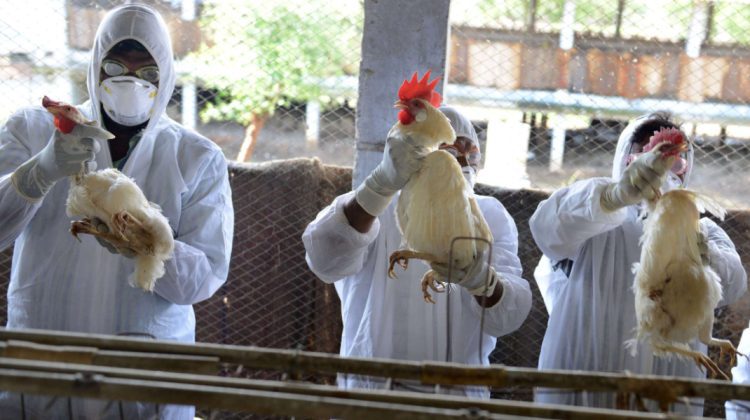 Gripa aviară a pus stăpânire pe Europa: Milioane de păsări au fost sacrificate