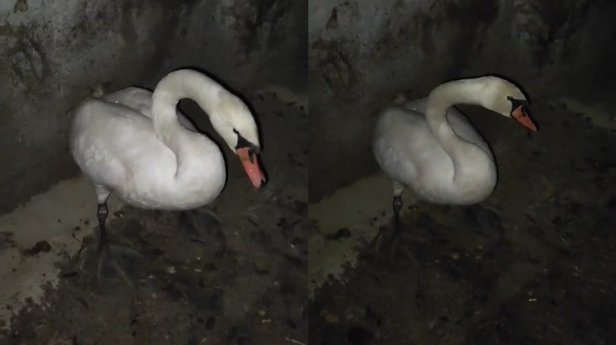 VIDEO Om cu inimă mare! Un locuitor din sudul țării a adăpostit o lebădă. În ce stare este animalul