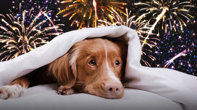 Unele mor de frică, iar altele își pierd auzul: Cum afectează focurile de artificii animalele