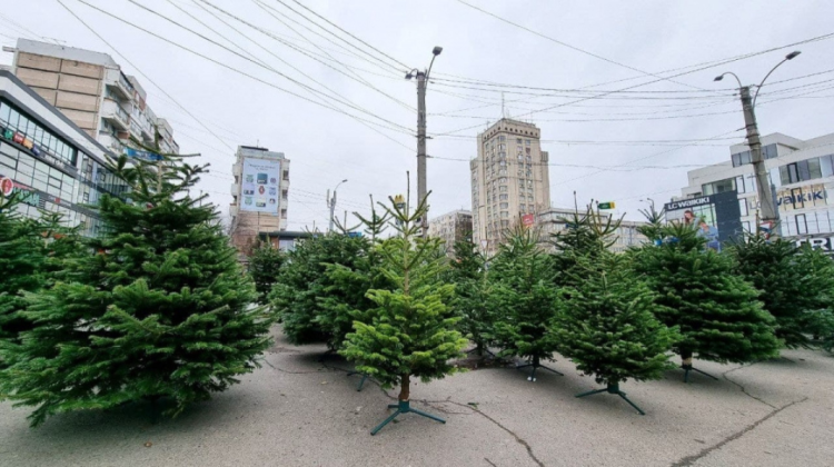 În Capitală a început comercializarea brazilor naturali! Vezi unde pot fi cumpărați