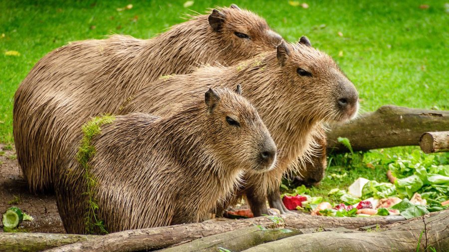 VIDEO Capybarele de la Grădina Zoologică din Chișinău au pui! Vezi cum arată