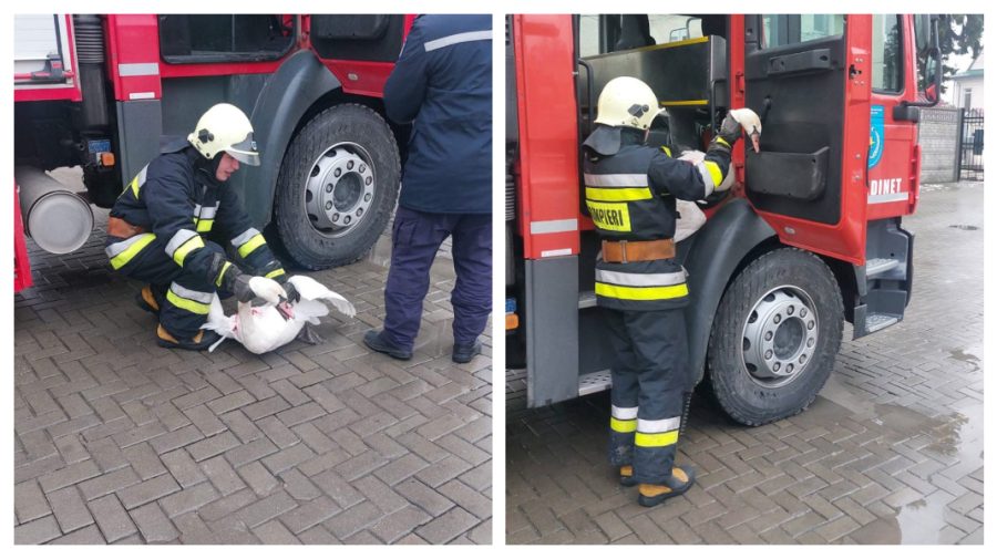 FOTO O lebădă a fost salvată de pompieri de la Edineț! Vezi unde a rămas blocată