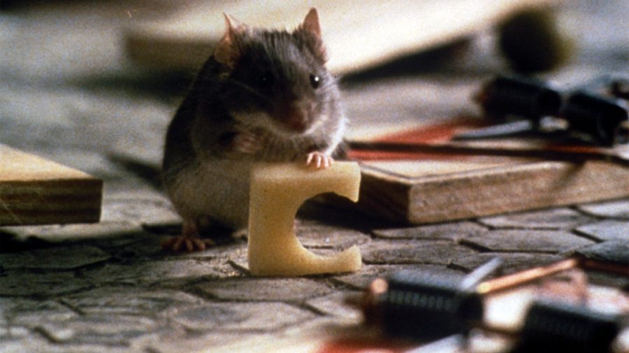 Primăria New York caută „țarul șobolanilor” cu „instinct ucigaș”. Va primi un salariu de zeci de mii de dolari
