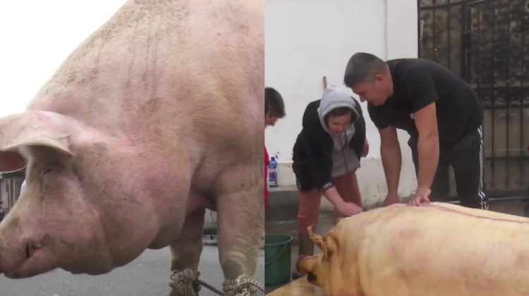 VIDEO Tradiție și record: Un porc uriaș, sacrificat în România. Cântărește circa 700 de kilograme