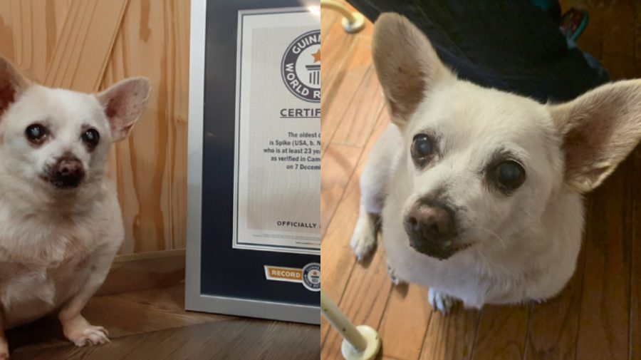 FOTO Găsit într-o parcare și adoptat! Cartea Recordurilor Guinness a desemnat cel mai bătrân câine din lume