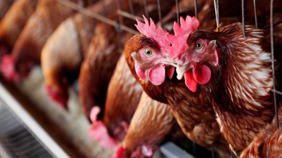 Focar de gripă aviară în nordul țării! Două sate au fost plasate în carantină, iar alte 9 sunt supravegheate