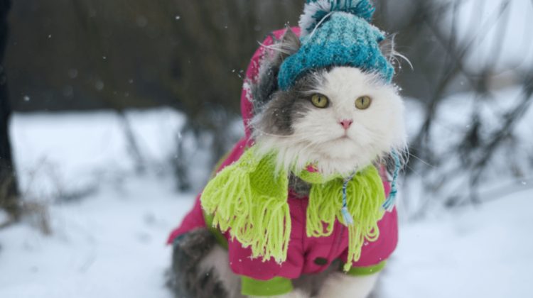 METEO Iarna își reintră în drepturi! În ce raioane se vor înregistra cele mai scăzute temperaturi