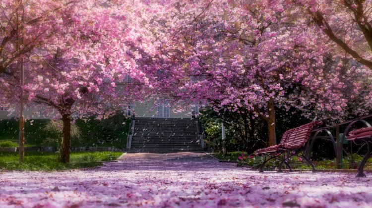 La primăvară, locuitorii sectorului Ciocana al Capitalei vor putea admira cum înflorește sakura