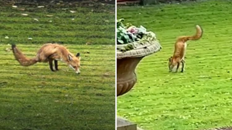 VIDEO Imagini incredibile! O vulpe cu două picioare a „defilat” într-o curte din Anglia