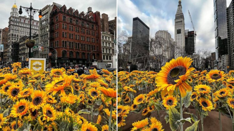 FOTO, VIDEO De Ziua Unității Ucrainene, o stadă din New-York s-a tranformat în grădină de floarea-soarelui