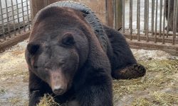 FOTO, VIDEO Nu și-a luat în calcul „formele”! Un urs din Rusia a rămas blocat într-o anvelopă