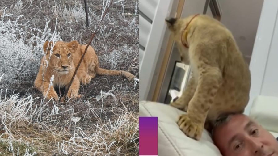 Baghira va fi leu de casă. Grădina Zoologică nu are condiții pentru ea. Stăpânul îi va construi volieră cu podea caldă