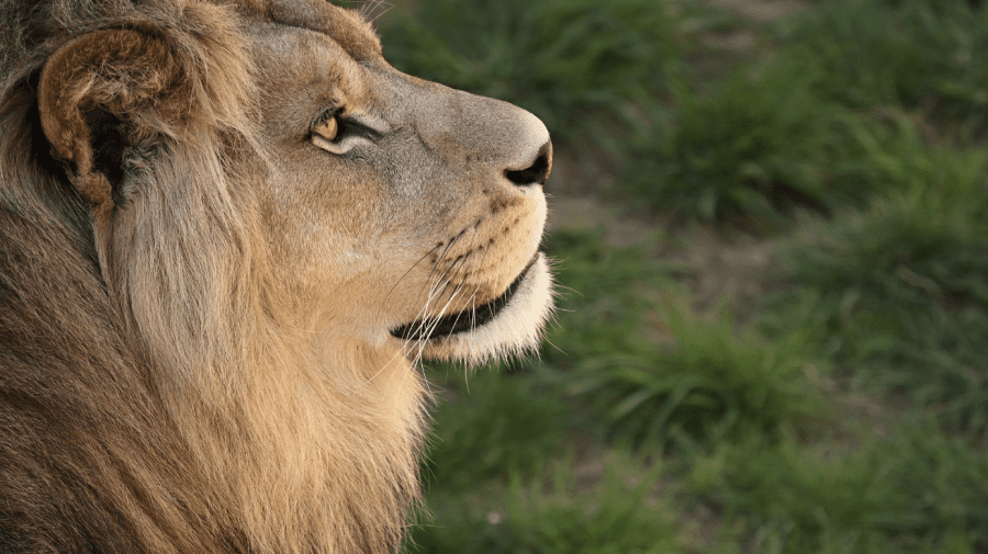Un pui de leu a fost zărit la Palanca. Inspectoratul pentru Protecția Mediului spune ce se va întâmpla cu animalul