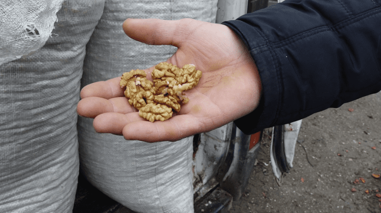 VIDEO Miezul de nucă nu mai e la mare căutare! Prețul MIZERABIL stârnește nemulțumiri în nordul țării