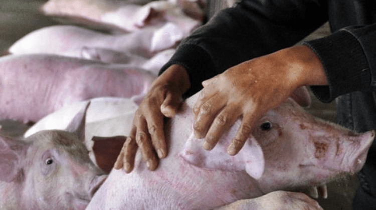 Două cazuri de pestă porcină africană – înregistrate pe teritoriul Republicii Moldova. În ce localități