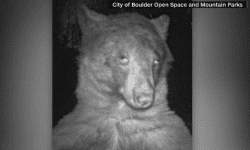 VIDEO cu primul urs care face selfie-uri. Acest animal are nu mai puțin de 400 de fotografii într-un parc