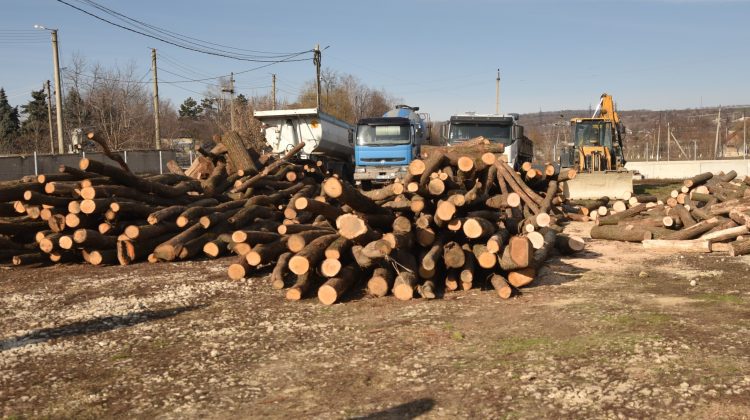 FOTO cu moldoveni împliniți! Cum a fost repartizat lemnul de foc procurat din România