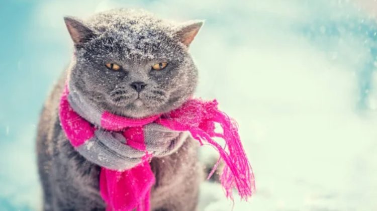 METEO Înarmați-vă cu fulare groase și ceai fierbinte! Mercurul din termometre va coborî azi până la -10°C