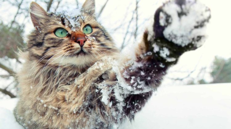 METEO Adio, februarie! Petrecem iarna cu maxime de până la +8°C