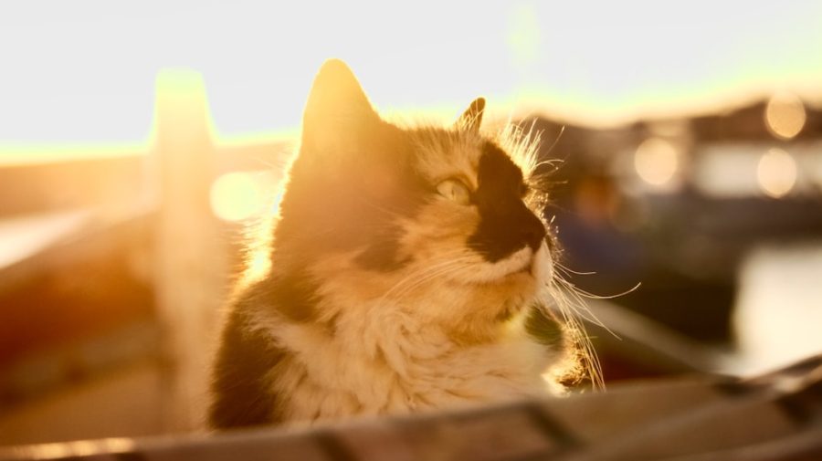 Gata cu frigul! În următoarele zile, moldovenii se vor bucura de temperaturi primăvăratice